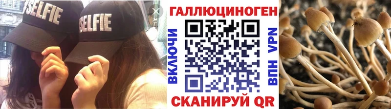 Псилоцибиновые грибы Psilocybe  Купить закладки  Навашино 