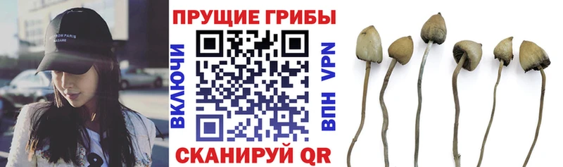 Галлюциногенные грибы Psilocybe Навашино